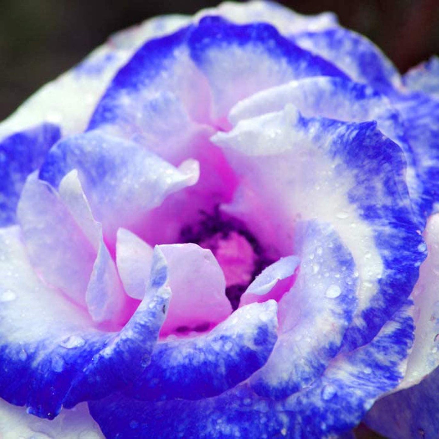 100 Pcs/Rare Bag Blue Pink Rose Seeds Scented Plants Flowers