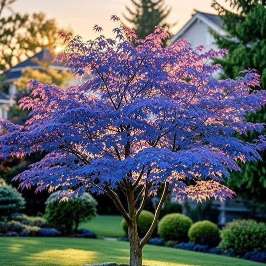 10Pcs Purple Japanese Maple Seeds – Grow a Unique, Elegant Tree with Stunning Deep Purple Foliage
