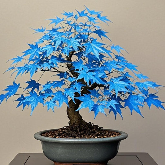 10 Pcs Blue Maple Tree Seeds – Rare Ornamental Shade Tree with Unique Cool-Toned Foliage, Easy to Grow, Perfect for Gardens, Yards & Stunning Landscape Displays
