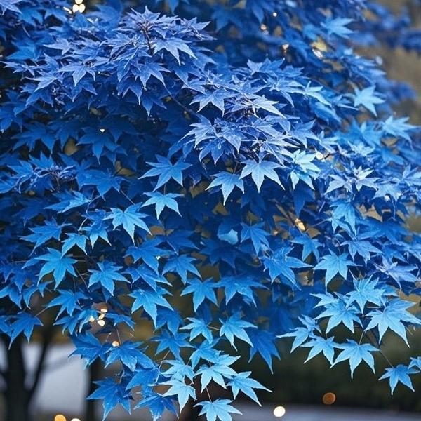 10 Pcs Blue Maple Tree Seeds – Rare Ornamental Shade Tree with Unique Cool-Toned Foliage, Easy to Grow, Perfect for Gardens, Yards & Stunning Landscape Displays