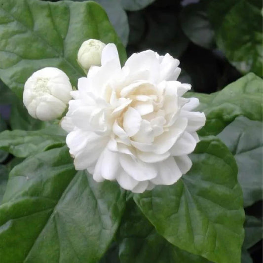 100+Climbing Jasmine Flower Seeds Fragrant Plant for Planting Garden Home Four Seasons Evergreen Silver Jasmine Garden Balcony Climbing Flower Non-GMO