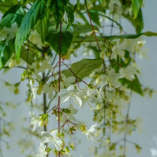 100PCS Jasmine Vine Seeds – Elegant Weeping Flowers for Hanging Baskets, Pergolas, and Garden Decor