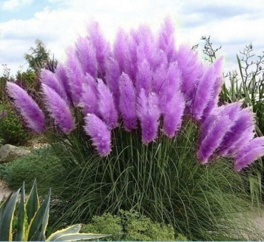 1000 Pampas Grass Seeds – Hardy Perennial Ornamental Grass with Tall, Feathery Plumes, Easy to Grow for Gardens, Borders & Outdoor Landscaping Décor