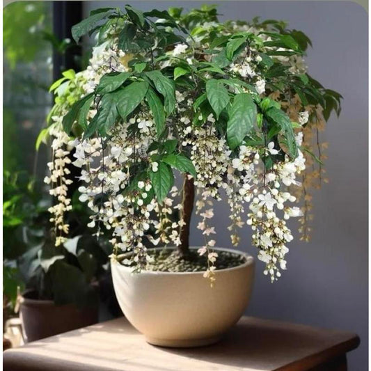 100pcs Hanging Jasmine seeds Four Seasons Blooming Indoor Balcony Bonsai Strong Fragrance Hanging Branch Jasmine Lazy Blooming