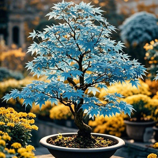 10pcs Rare Blue Japanese Ghost Maple Seeds – Unique Blue-Tinted Foliage for Elegant Bonsai & Gardens