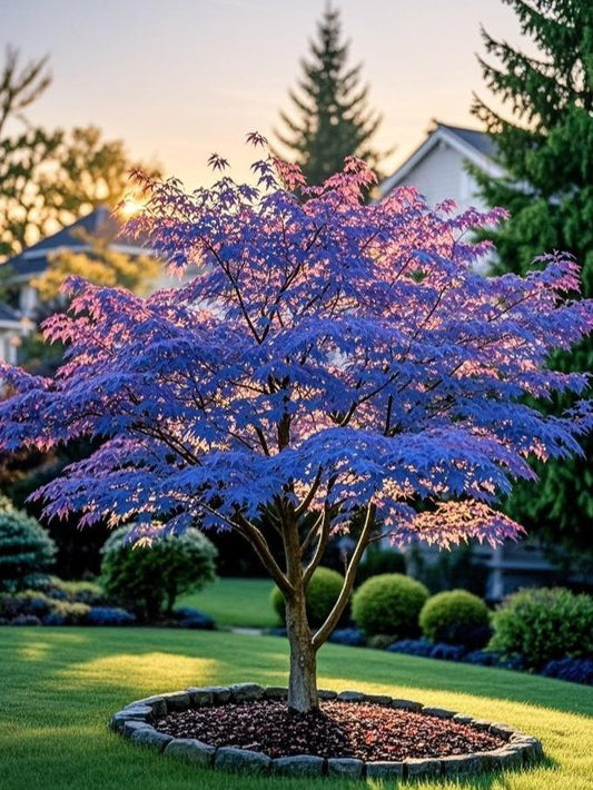 10Pcs Purple Japanese Maple Seeds – Grow a Unique, Elegant Tree with Stunning Deep Purple Foliage